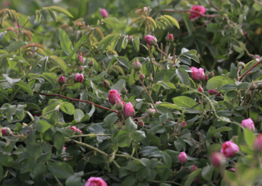 Fen Mei Gui Hua Cha - Damastrosen oder Desert Roses
